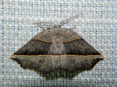 Metanema determinata