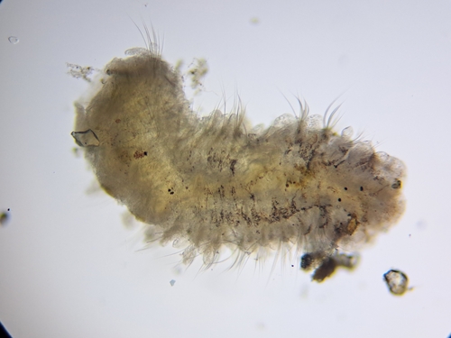 Bristleworm