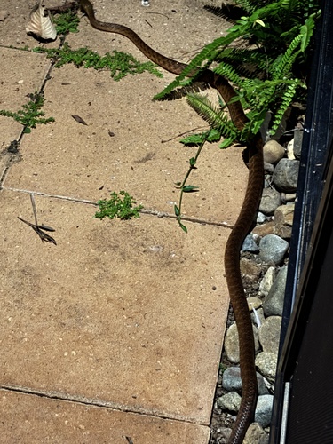 Brown Tree Snake sighting