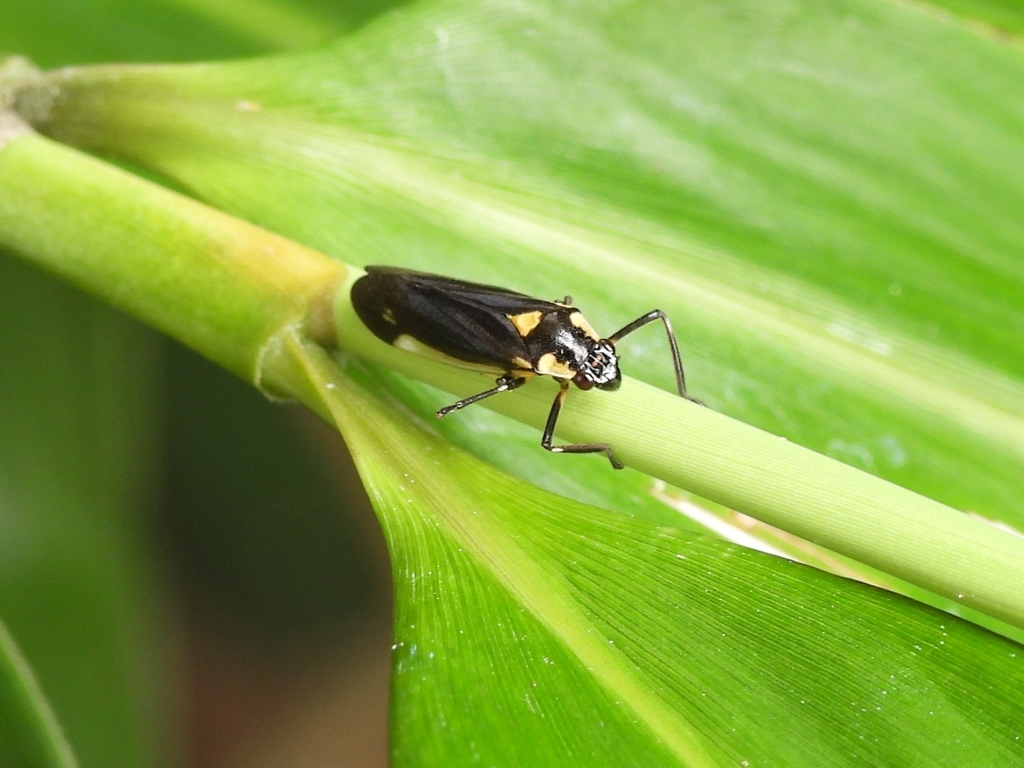 Callitettix costalis (Callitettix costalis)