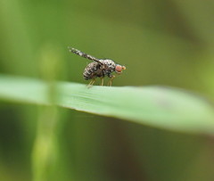 Trypetisoma guttatum