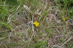 Microseris borealis
