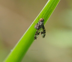 Trypetisoma guttatum