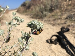 Tegrodera latecincta