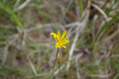 Microseris borealis