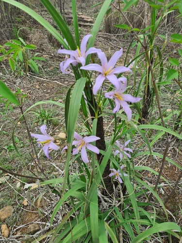 Image of Xerophyta retinervis by no rights reserved