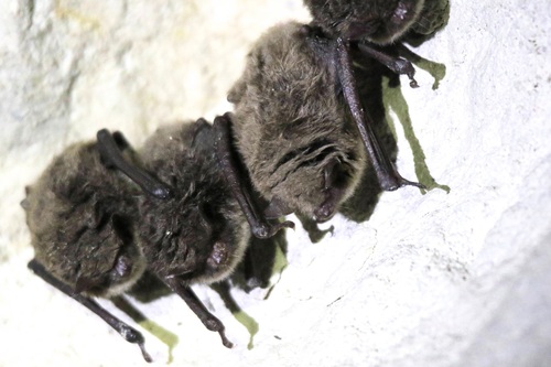 pond bat, Rebild, DK-ND, DK, photo 10 of 10