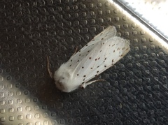 Spilosoma lubricipeda