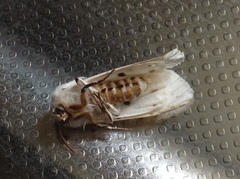 Spilosoma lubricipeda