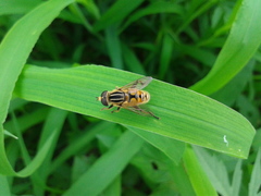 Mesembrius peregrinus