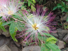 Calliandra caeciliae