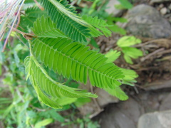 Calliandra caeciliae
