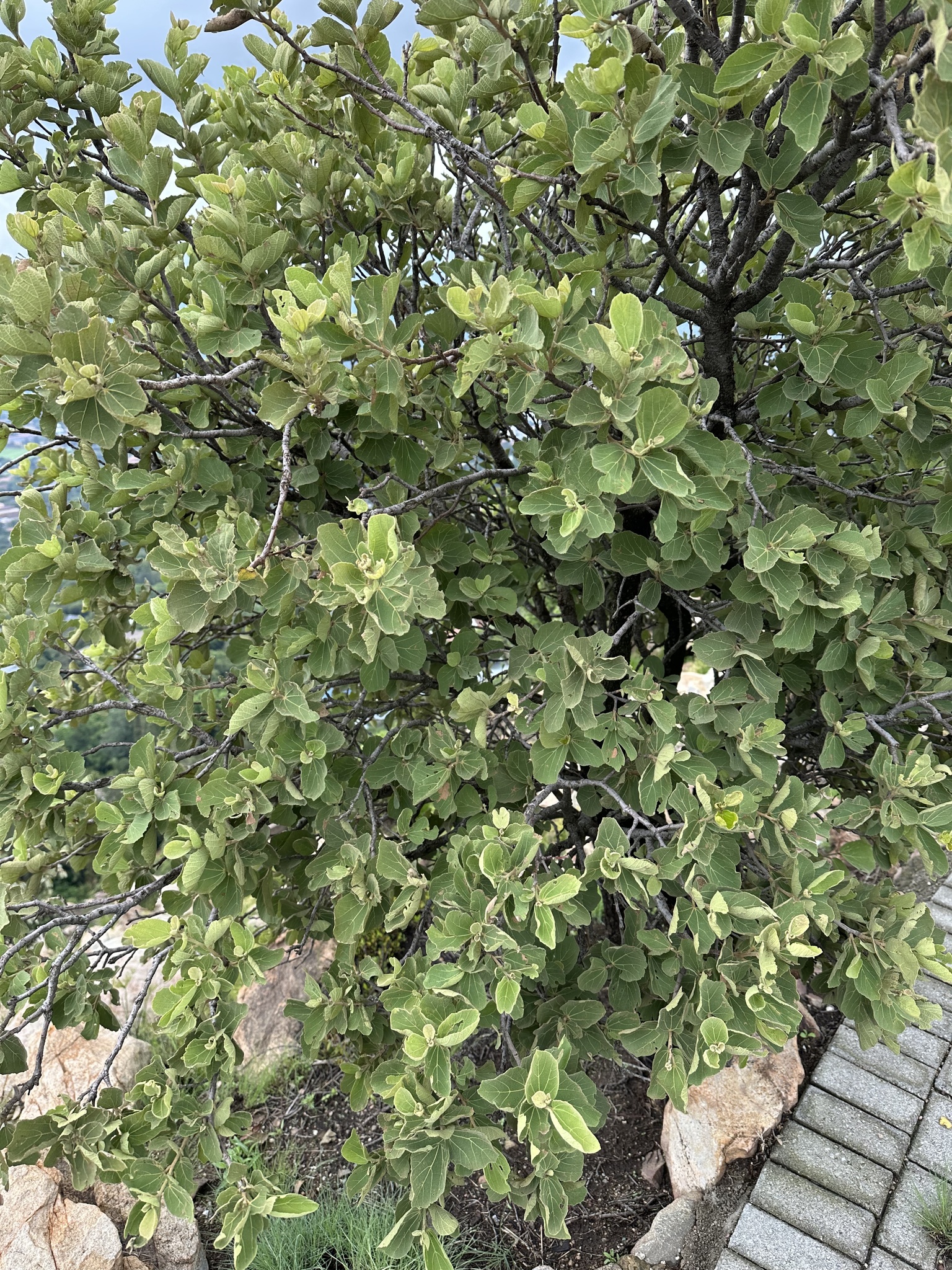 Imagem de Maiden's Bush