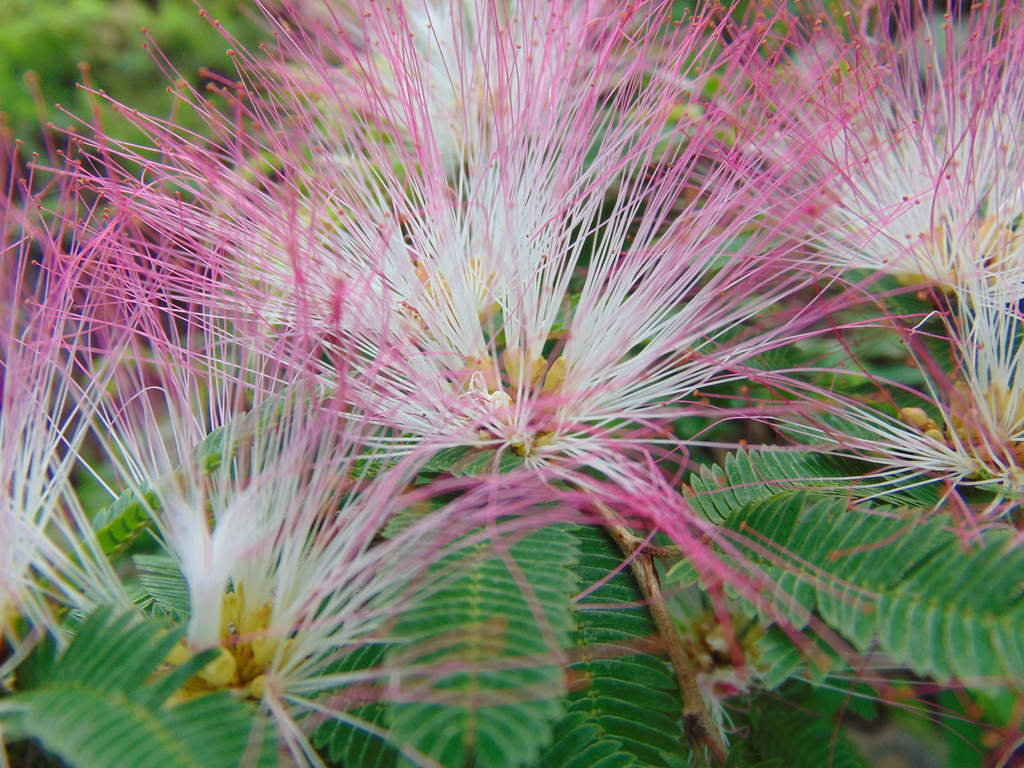 Calliandra caeciliae