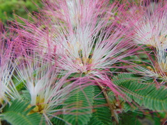 Calliandra caeciliae