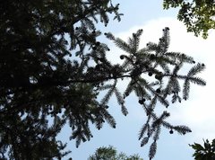 Cunninghamia lanceolata