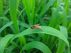 Mesembrius peregrinus