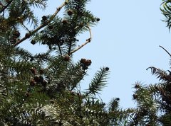 Cunninghamia lanceolata
