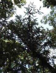 Cunninghamia lanceolata