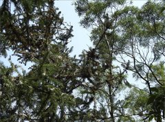 Cunninghamia lanceolata