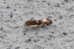 Tarache augustipennis
