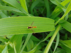 Sphaerophoria menthastri
