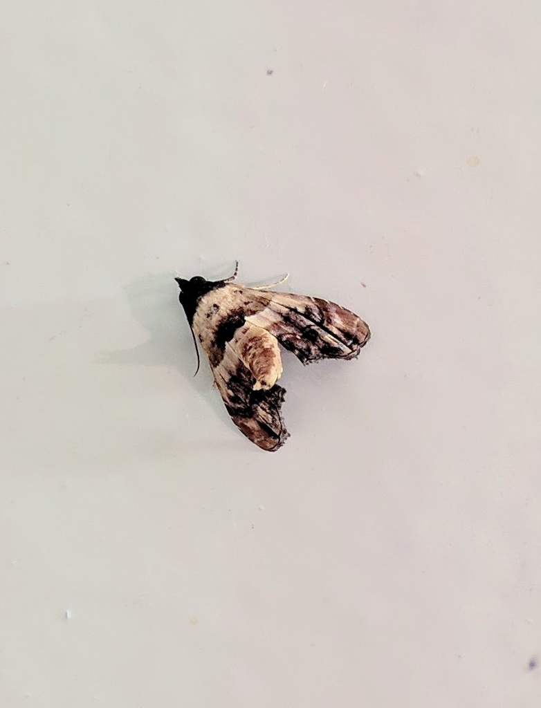 Anigraea mediifascia
