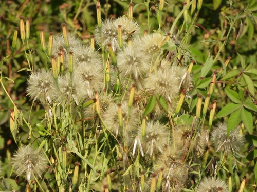 Foto de Coração-de-galinha