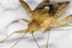 Harmostes angustatus