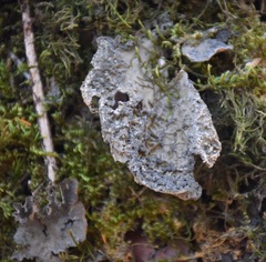 Lobaria anomala