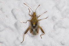 Harmostes angustatus