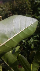 Chimarrhis