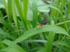 Sphaerophoria menthastri