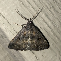 Phalaenostola hanhami