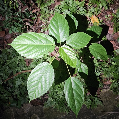 Foto de Gameleira-branca