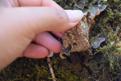 Lobaria anomala