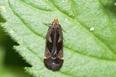 Dichomeris ochripalpella