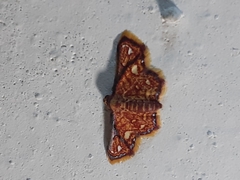 Enispa rosellus
