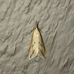 Donacaula longirostrallus