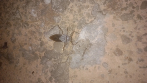 African Giant Water Bug