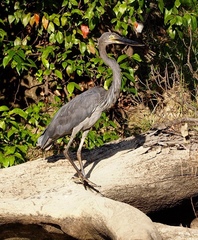 Ardea sumatrana