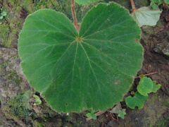 Begonia monophylla