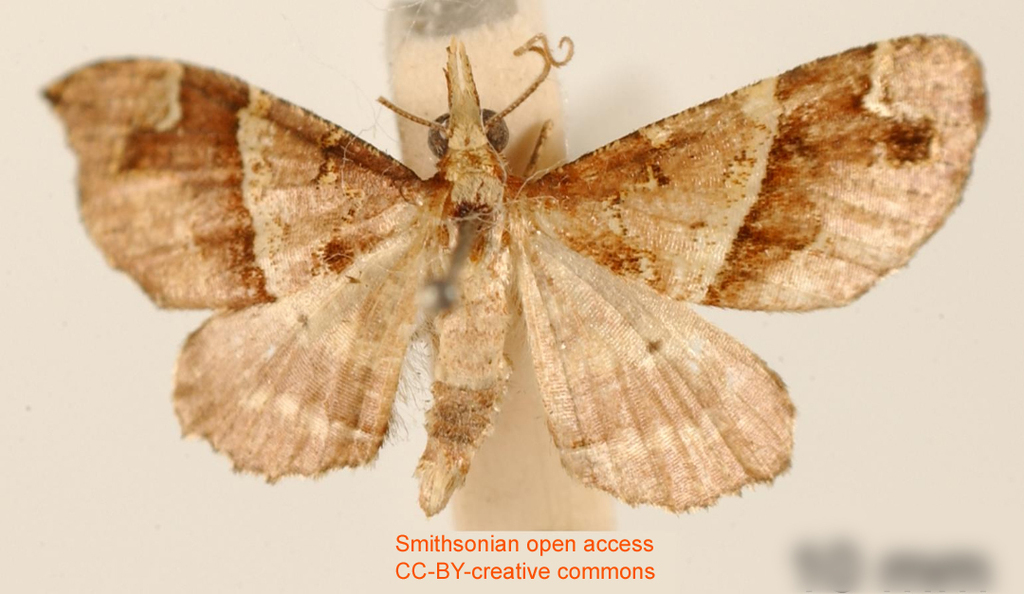 Psaliodes lignosata