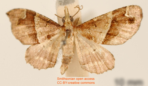 Psaliodes lignosata