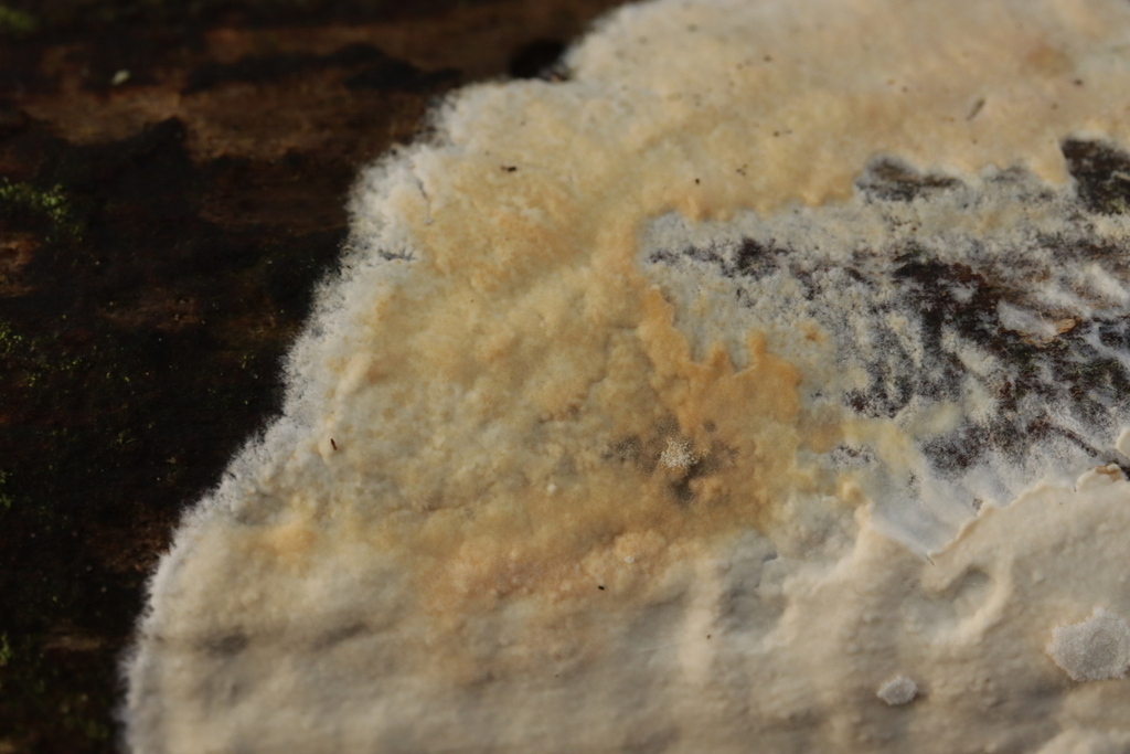 Cryptococcus luteus
