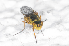 Ephydra