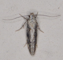 Coleotechnites florae