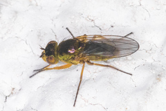Ephydra