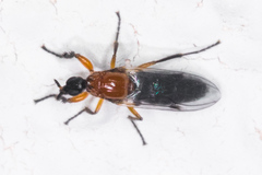 Dilophus occipitalis