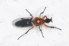 Dilophus occipitalis
